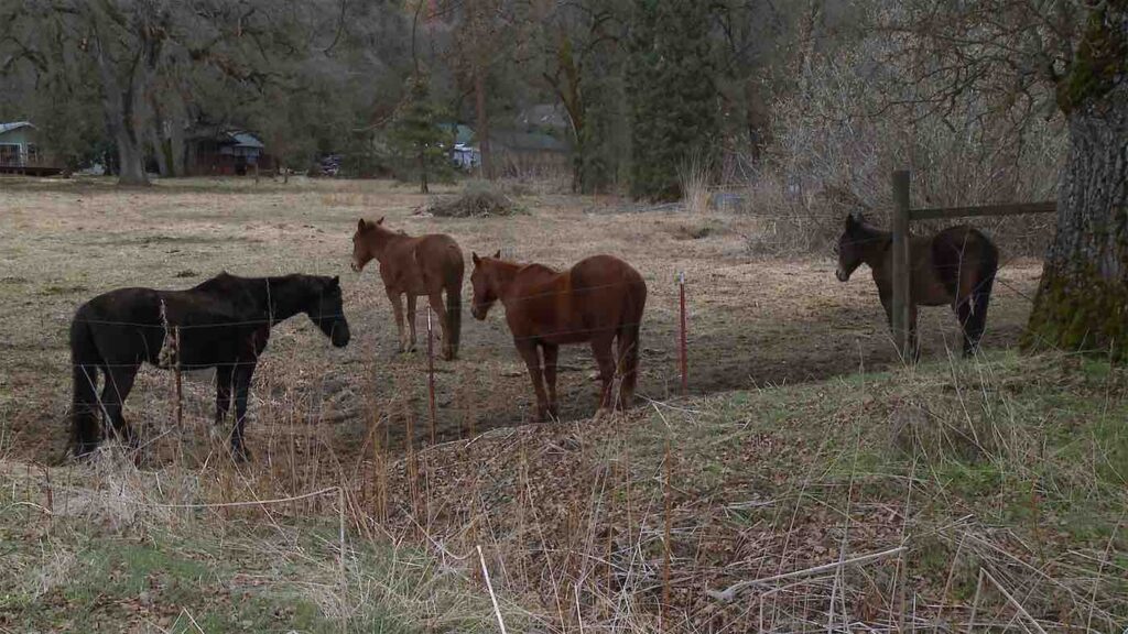 horses in a field