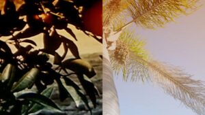 Dark green leaves and a palm tree.