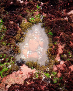 Aerial view of small body of water surrounded by flora in shades of red, pink, and green